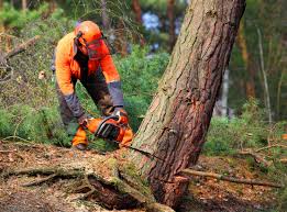 Best Arborist Consultation Services  in Shelter Island Heights, NY